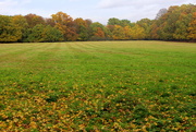 16th Nov 2016 - Autumn field