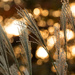 Loved the bokeh! by shesnapped