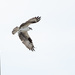 Another Osprey... by dridsdale
