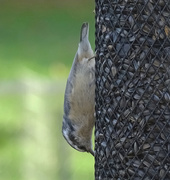 15th Nov 2016 - Red-breasted Nuthatch