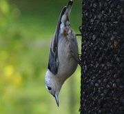 16th Nov 2016 - White-breasted Nuthatch