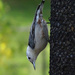 White-breasted Nuthatch by annepann
