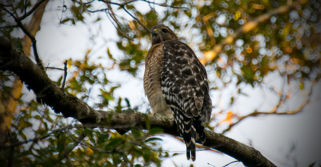 Lazy Red Shouldered Hawk! by rickster549