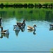 Geese on the Pond by olivetreeann