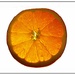 High Key Orange Slice by olivetreeann