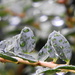 Raindrops and Bokeh by homeschoolmom