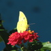 November Butterflies 6 by 365projectorgkaty2