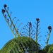 New fern fronds by Dawn