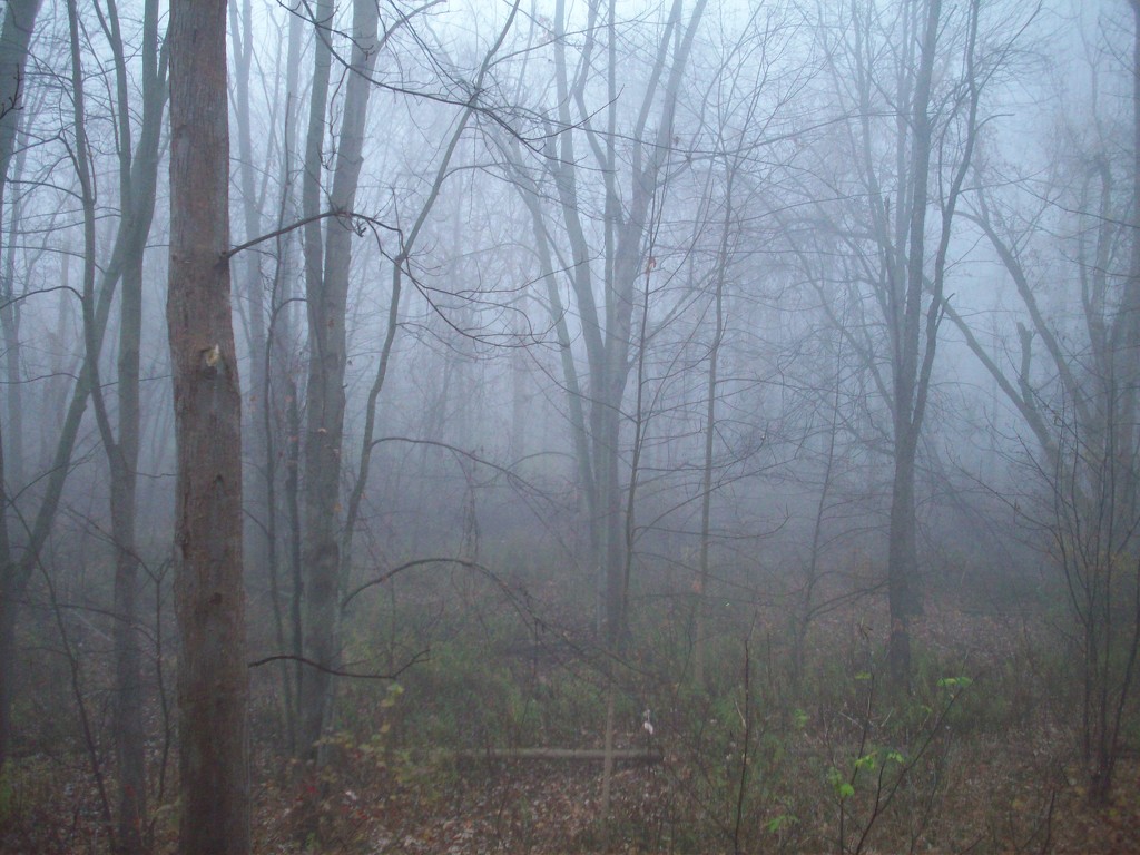 morning fog by stillmoments33