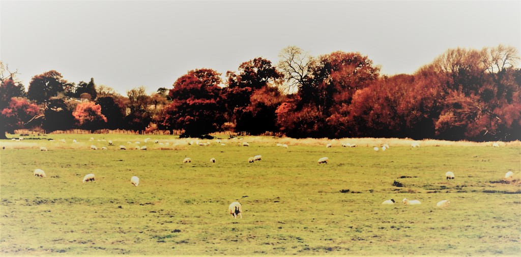 Sheep in the meadow by beryl