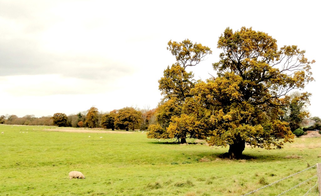 The old Oak Tree  by beryl