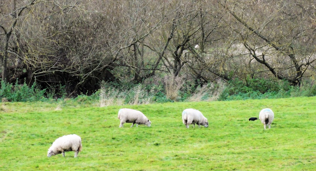 Sheep on the banks of the Severn at Atcham ( and I think a jackdaw !! ) by beryl