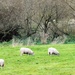 Sheep on the banks of the Severn at Atcham ( and I think a jackdaw !! ) by beryl