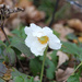 1030_8358 Spring Flower by pennyrae