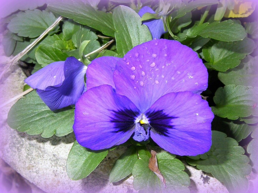 The pansies have survived by rosiekind
