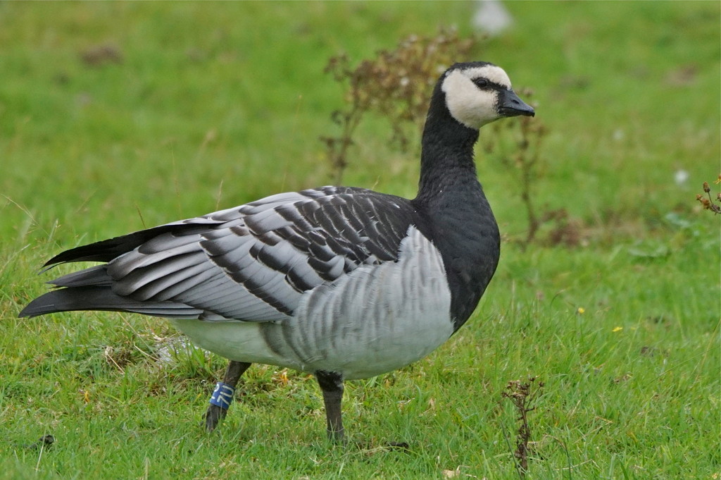 BARNACLE GOOSE by markp