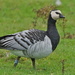 BARNACLE GOOSE by markp