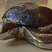 shiny turtle by ianmetcalfe