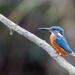 Kingfisher Male by padlock