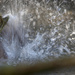 Splashing Duck by padlock