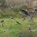 Red Kite Feeding Frenzy by susiemc