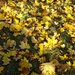 I Really Did Rake The Leaves  by jo38