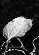 17th Nov 2016 - Vine Leaf