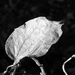 Vine Leaf by daisymiller