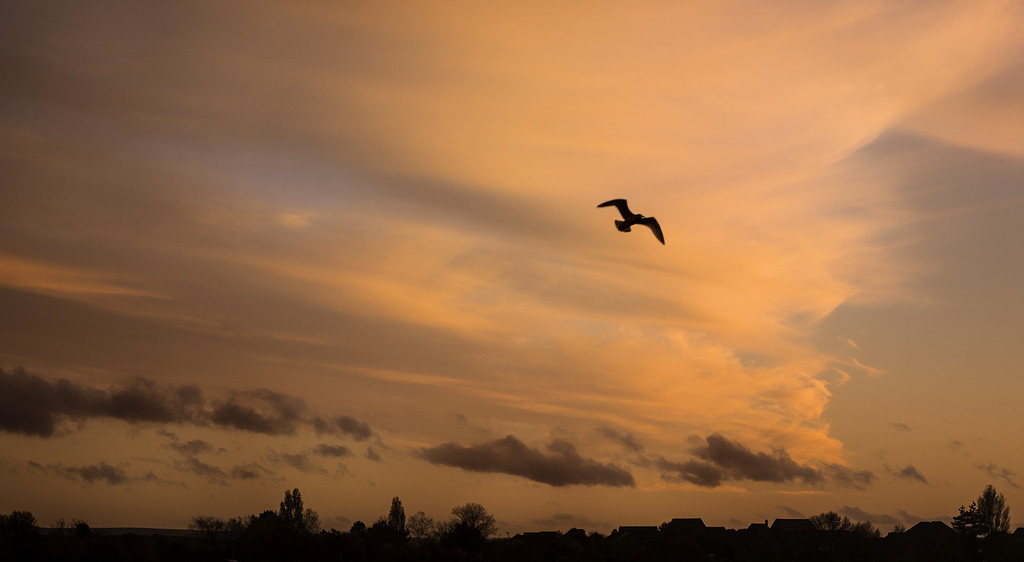 Gull At Sunset by davidrobinson