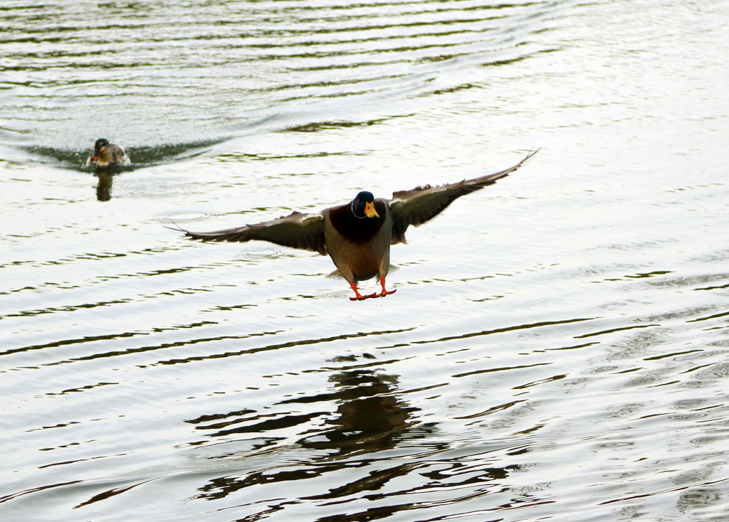 Duck Landing by randy23