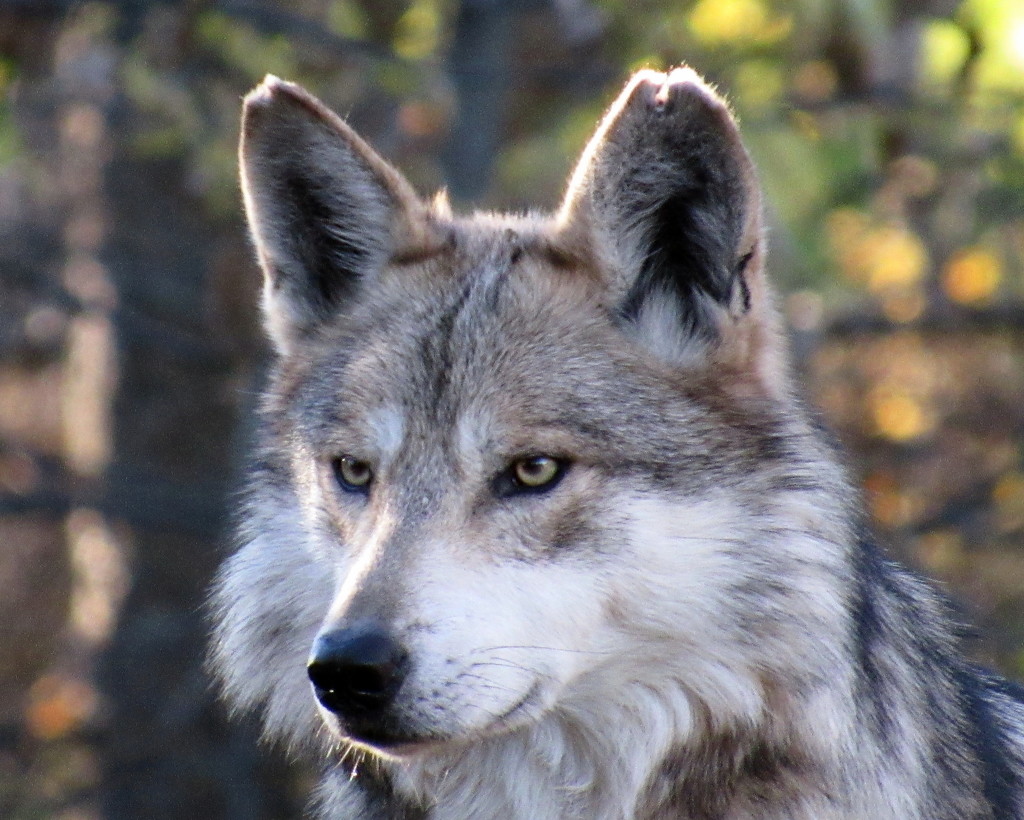 Wolf Up Close by randy23