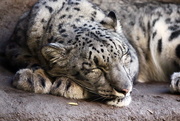 10th Nov 2016 - Sleeping Snow Leopard