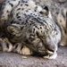 Sleeping Snow Leopard by randy23