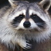 Raccoon by randy23