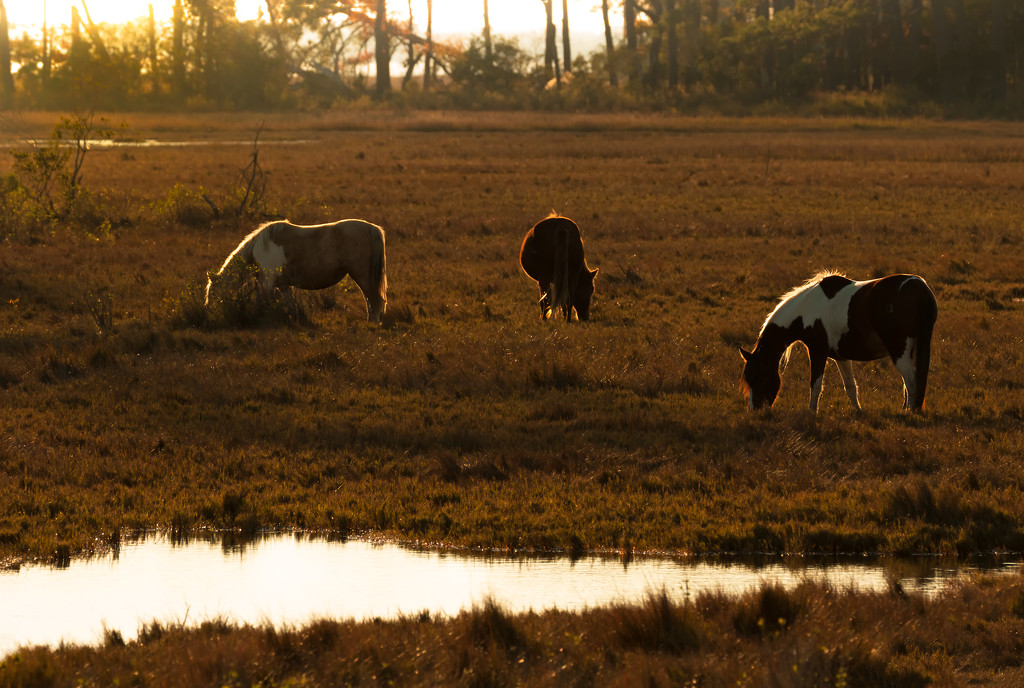 Ponies at Chincoteague in Afternoon Sun by shesnapped