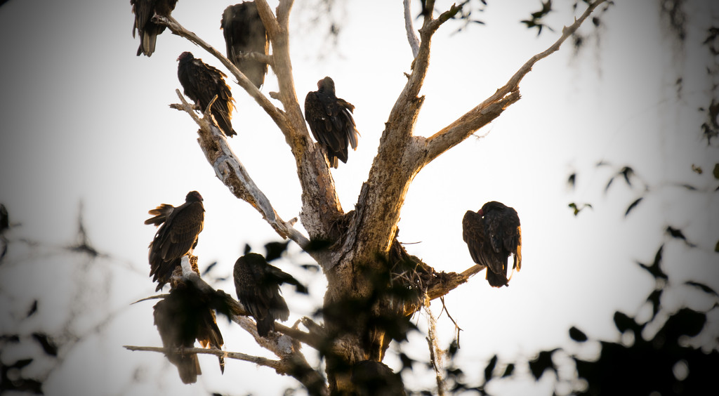 Vultures Taking Over the Eagle Nest! by rickster549