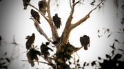 17th Nov 2016 - Vultures Taking Over the Eagle Nest!