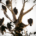 Vultures Taking Over the Eagle Nest! by rickster549