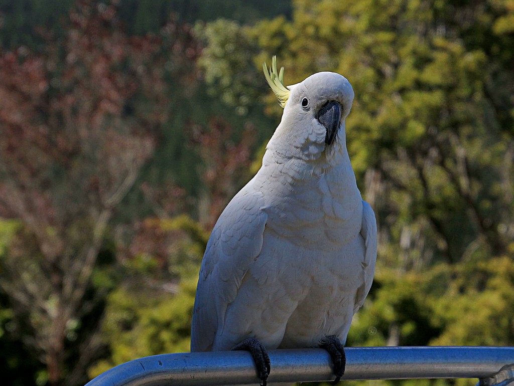 Sam, the sad Cockatoo  by kiwinanna