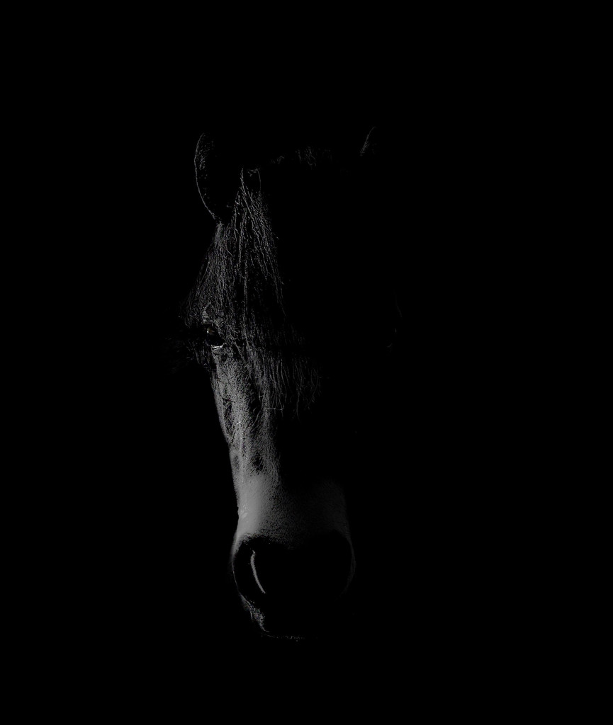 Dark Horse by jesperani