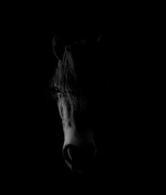 18th Nov 2016 - Dark Horse