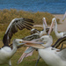 Wrestling pelicans by gosia