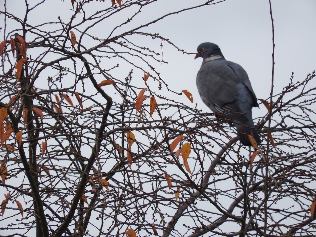Pigeon in a tree by mattjcuk
