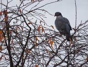 18th Nov 2016 - Pigeon in a tree
