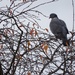 Pigeon in a tree by mattjcuk