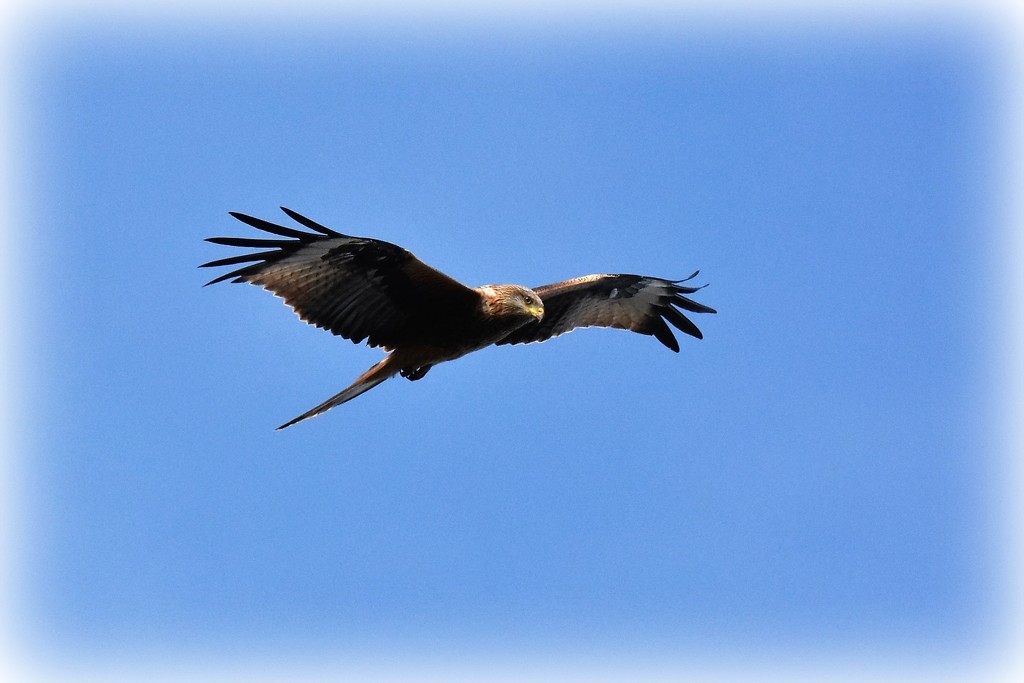 The majestic red kite by rosiekind