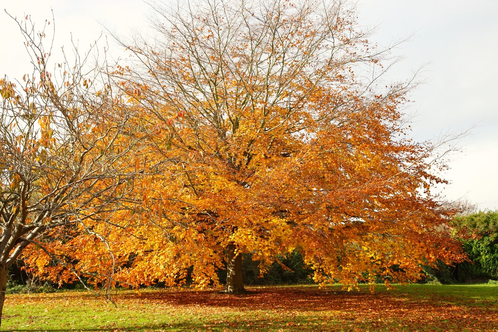 Autumn in Portchester by davemockford