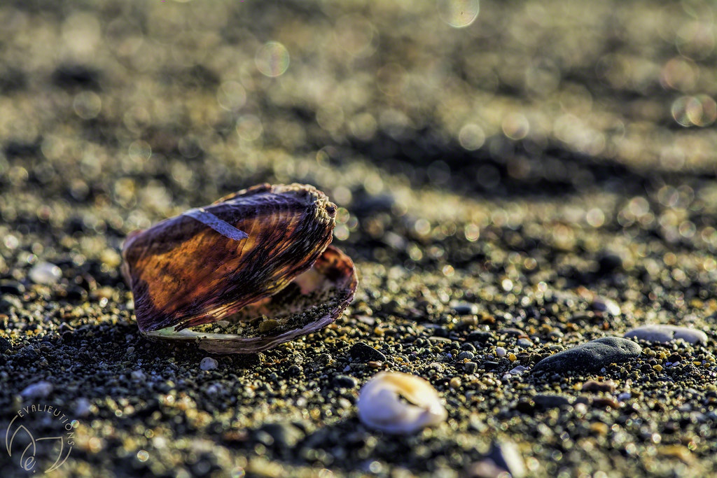 Sea shells by the seashore  by evalieutionspics