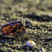 Sea shells by the seashore  by evalieutionspics