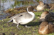 18th Nov 2016 -  Male Pintail with 3 Females 